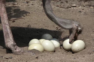 Cercles muraux Autruche Ostrich (Struthio camelus) inspects its eggs in the nest.