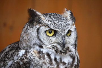 Great horned owl (Bubo virginianus).