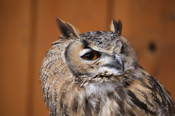 Indian eagle-owl (Bubo bengalensis).