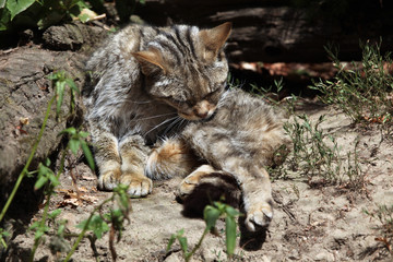 European wildcat (Felis silvestris silvestris).