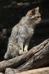Naklejka na ściany i meble European wildcat (Felis silvestris silvestris).