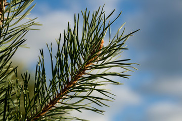 green pine branch