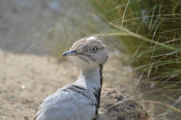 outarde houbara