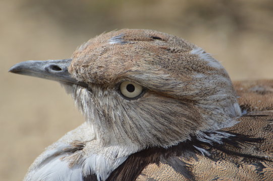 outarde houbara