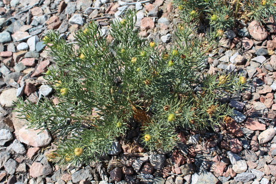 Wild Harmal (Peganum harmala) at summer time.