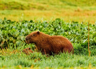 Capivara com filhote