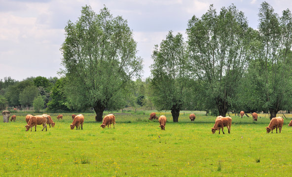troupeau de vaches laiti&egrave;res dans un pr&eacute;