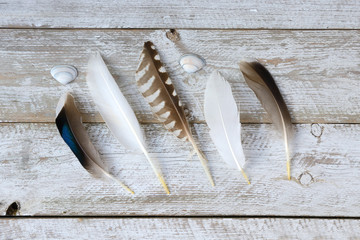 Row of bird feathers on a old wooden shelves white grey background with sea beach shells