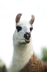 Braun-weißes Lama zeigt Zähne, Hochformat