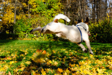 Flying dog on autumn lawn