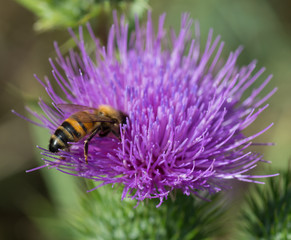 Abeille sur chardon violet