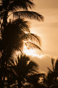 Palm trees silhouetted against a tropical sunset, Kauai, Hawaii,
