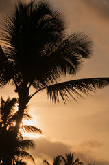 Fototapeta premium Palm trees silhouetted against a tropical sunset, Kauai, Hawaii,