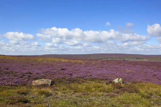 Flowering Heather Moorland