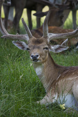Fallow Deer grazing in woodland meadow. England. UK.