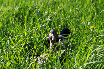 Ducks in the grass. Focus on the back duck