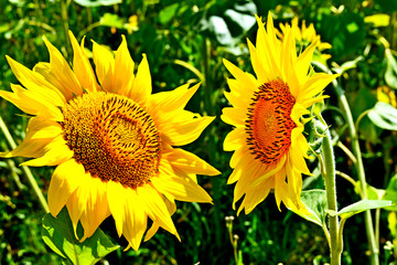 Beautiful sunflower field in summer
