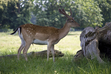Naklejka na ściany i meble Fallow Deer grazing in woodland meadow. England. UK.
