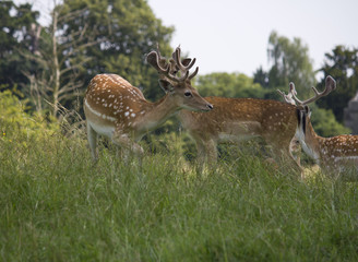 Naklejka na ściany i meble Fallow Deer grazing in woodland meadow. England. UK.