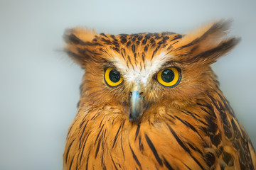 Buffy Fish Owl portrait close up of yellow eyes