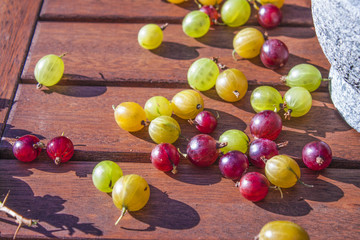 Red, yellow and green gooseberries