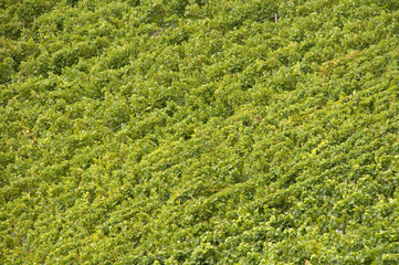 Weinberge im Kraichtal