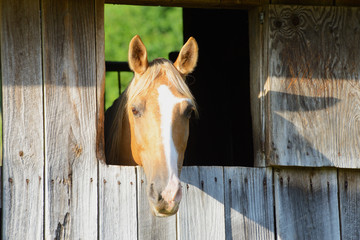 Tan horse looks out his window in a barn.
