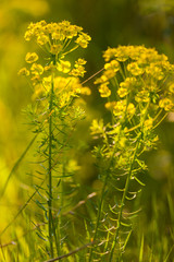 Primo piano di un fiore di campo giallo ( brassica napus ) nella luce del tramonto