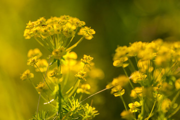 Primo piano di un fiore di campo giallo ( brassica napus ) nella luce del tramonto