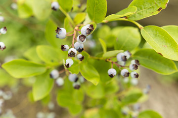Canadian blueberries ripening on the bush