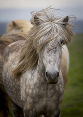 Iceland, Horse, Horses