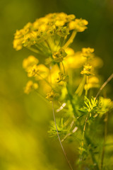 Obraz premium Primo piano di un fiore di campo giallo ( brassica napus ) nella luce del tramonto