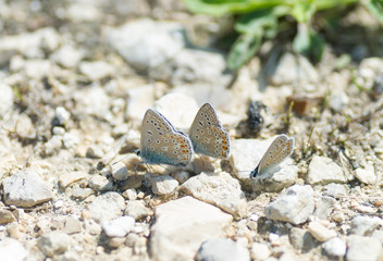 3 papillons sur le sol