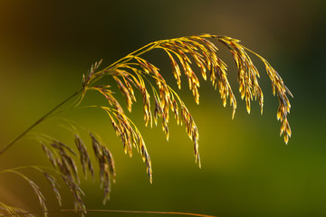 ciuffo di pianta (ampelodesma ) . sfondo sfocato , verde, luce del tramonto