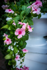 Flower in pot, La Quinta, California