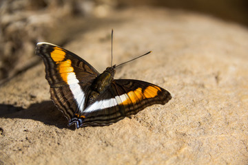 Fototapeta na wymiar borboleta colorida / borboleta folha