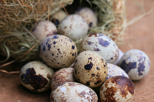 Quail eggs