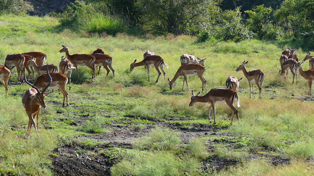 Thomson's gazelle herd pasturing in savanna. Safari static camera view on Antelopes. Africa. Tanzania. Travel tourism adventure in wild animal nature.