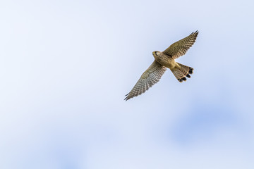 Obraz premium Turmfalke (Falco tinnunculus)