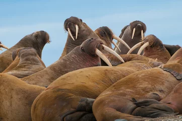 Crédence de cuisine en verre imprimé Walrus Groupe de grands morses sur la plage de Svalbard, Norvège.
