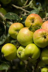 red and green apples