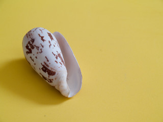 Shells on the yellow background