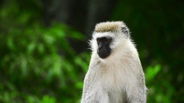 Vervet monkey sitting and looking around on Green trees blurred background. Safari. Africa. Tanzania. Travel tourism adventure in wild nature.