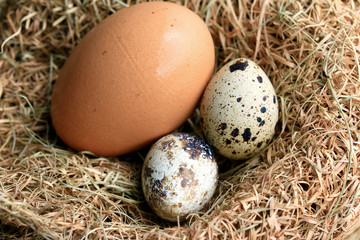 Naklejka na ściany i meble Quail eggs and brown eggs
