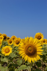 Fototapeta premium ひまわり