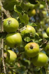 apple tree