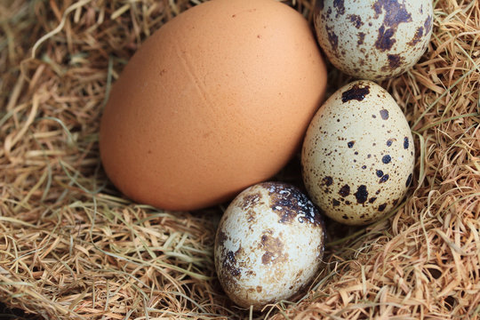 Quail eggs and brown eggs