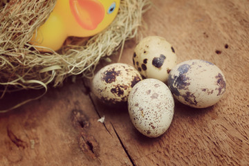 Quail eggs