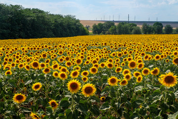 Fototapeta premium Field of blooming sunflowers against a blue sky