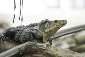 wildlife, Black Ctenosaur in Costa Rica
